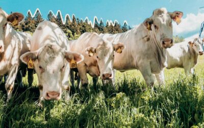 L’Incroyable Bœuf : la filière qui change la donne